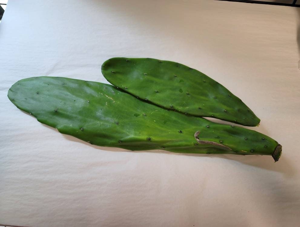 Nopal cactus leaves:large cuttings to root or cook. Come with plant food and growing guide.