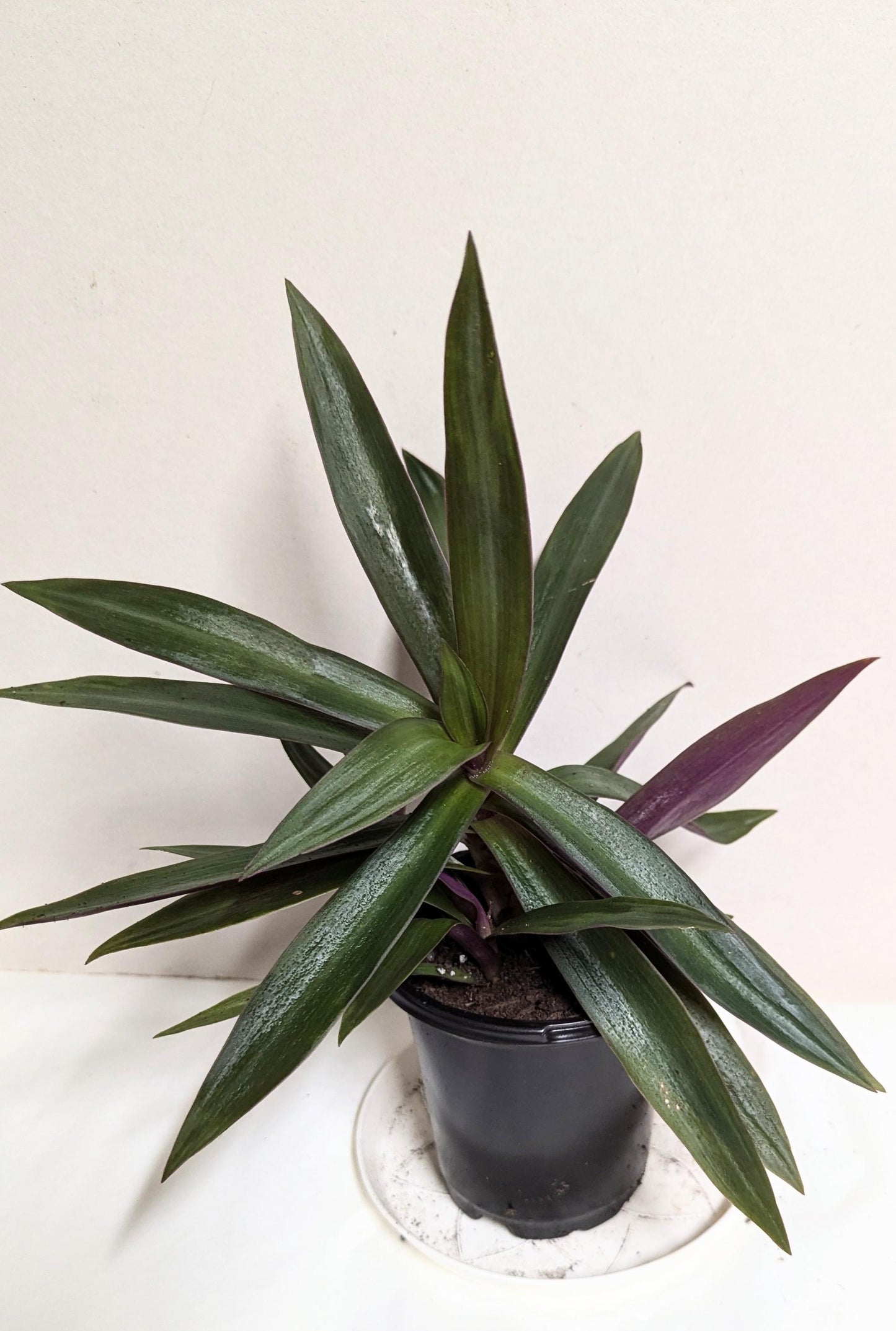 A Moses in the Cradle Oyster plant in a 2.5 Inch Pot by Emeritus Gardens. Includes care guide and plant food.