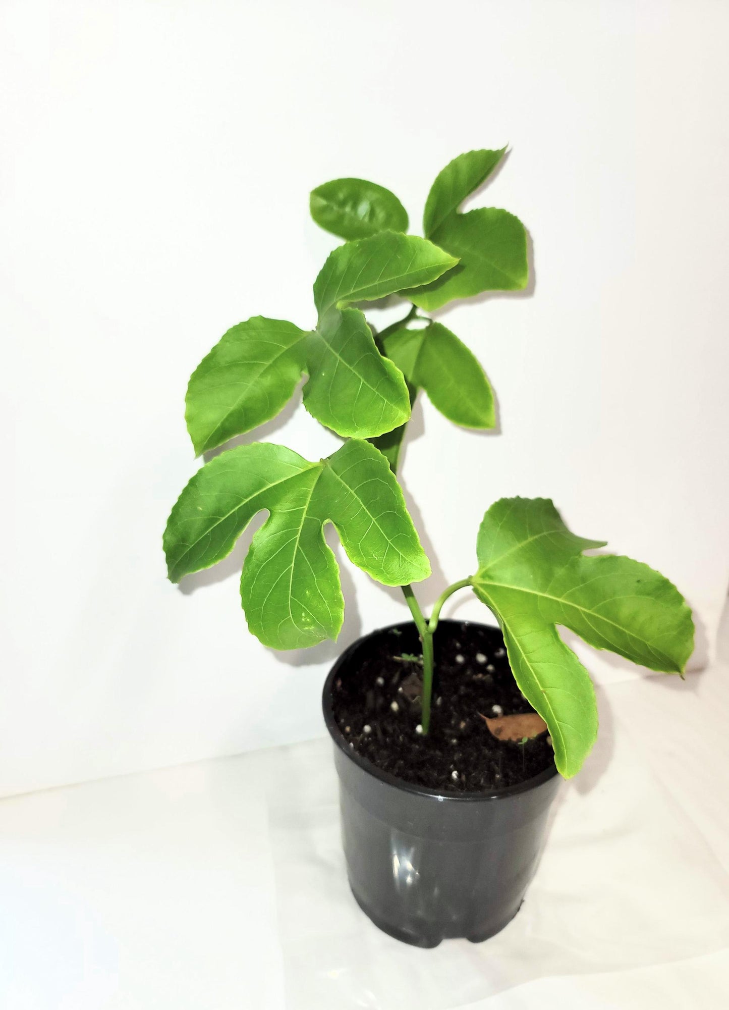 An organic passion fruit plant in a four inch pot with Plant food and care sheet.