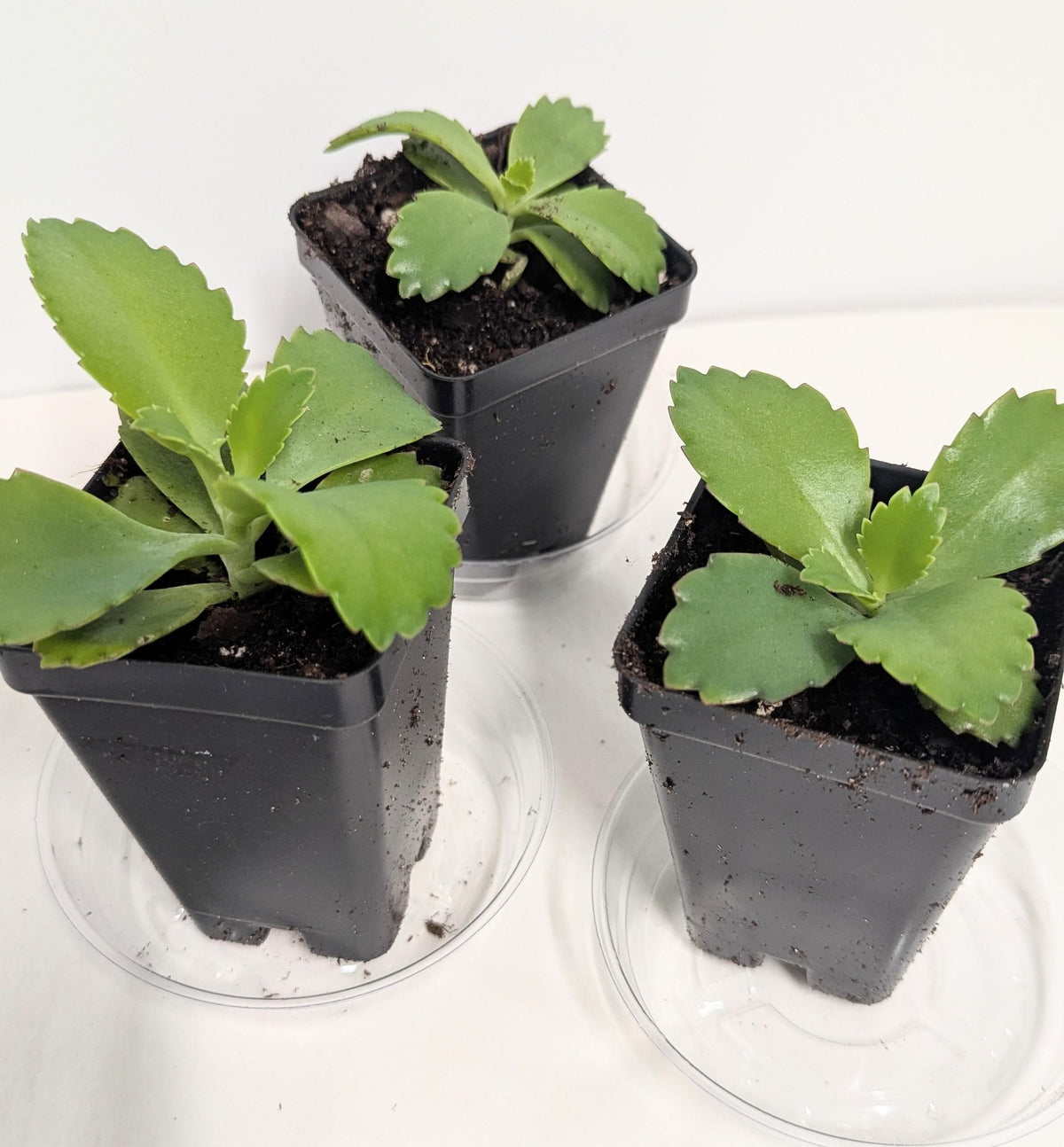 Mother of Thousands Kalanchoe | Live Succulent Plant | Choose Your Pot Size