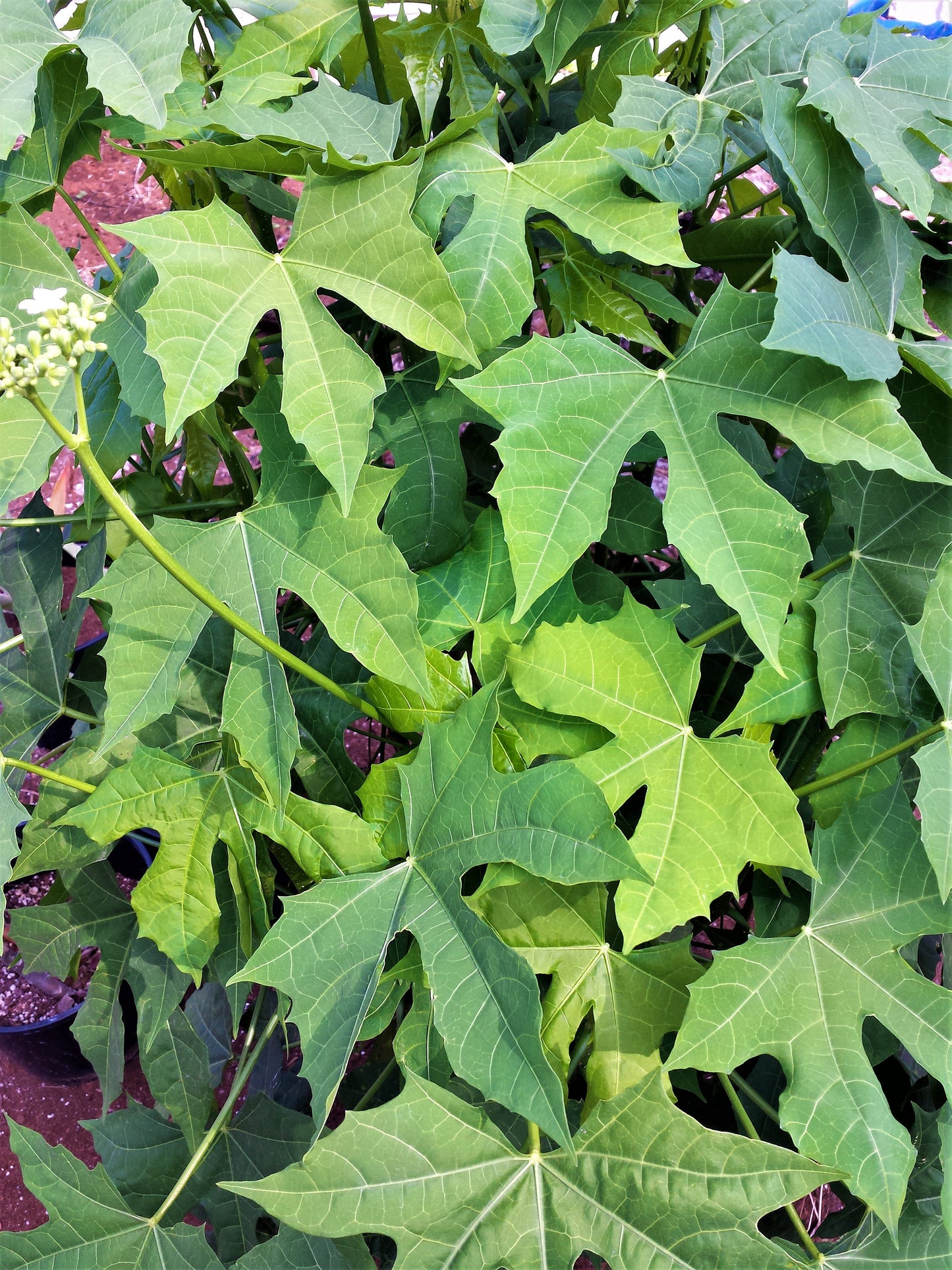 Chaya Cuttings -Four Freshly-cut 10 inch long-from a certified Florida Nursery, Plant food and Data sheet on Nutritional Value