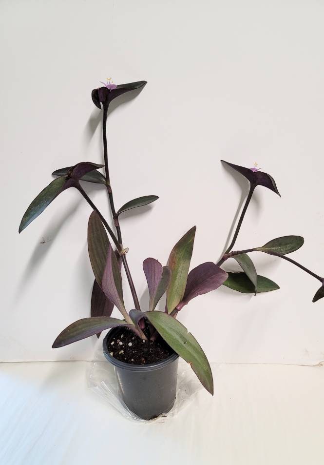 Purple setcreasea pallida tradescantia plant in a 2.5" pot,  plant food and very easy care.
