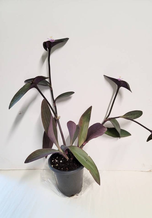 Purple setcreasea pallida tradescantia plant in a 2.5" pot,  plant food and very easy care.