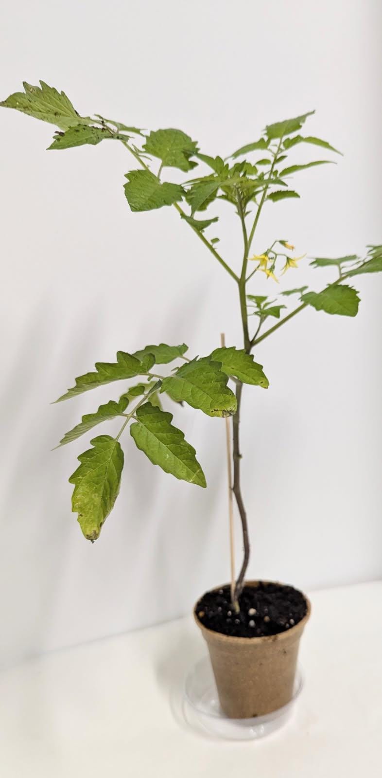 Two Everglades Tomato SEEDLINGS in Two Inch Pots with Plant food and our Easy Care Guide. Florida Everglades Tomato plant.