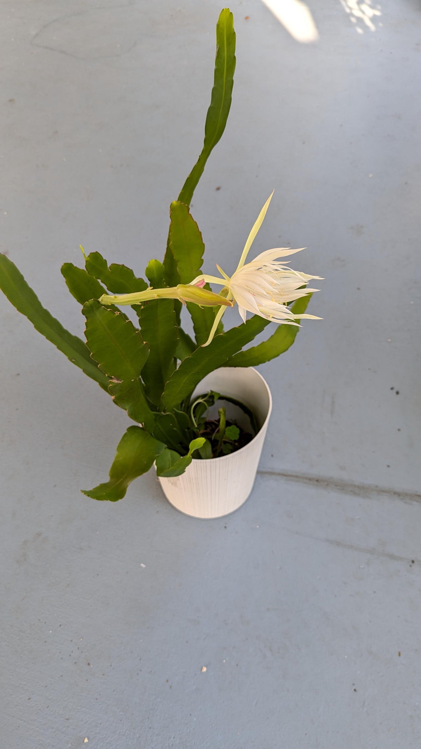 A mature Cereus Queen of the night plant in a Six inch pot.