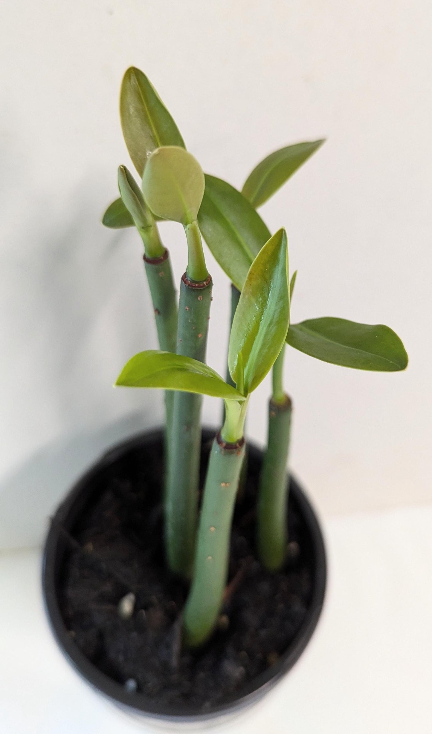 A set of five well-rooted Mangrove aquarium or terrarium plants in a four inch pot with care guide.