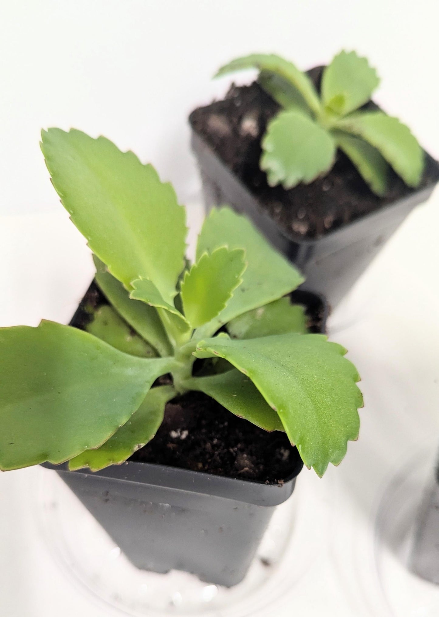 Mother of Thousands Kalanchoe | Live Succulent Plant | Choose Your Pot Size