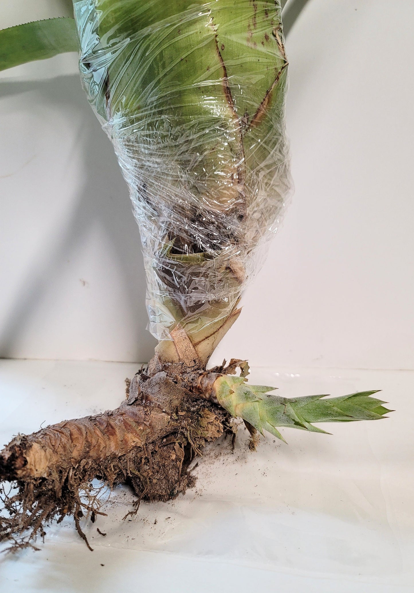 A Quesnelia Testudo Bromeliad - a don't water me plant, Sorry, we don't ship to CA.