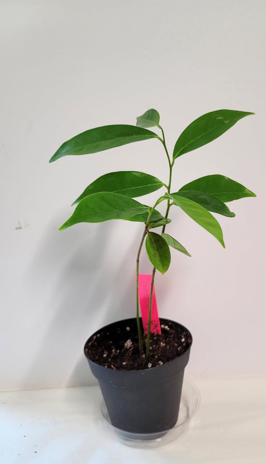 Organic Soursop Tree Seedling | 2.5" Pot | Plant Food & Care Sheet Included