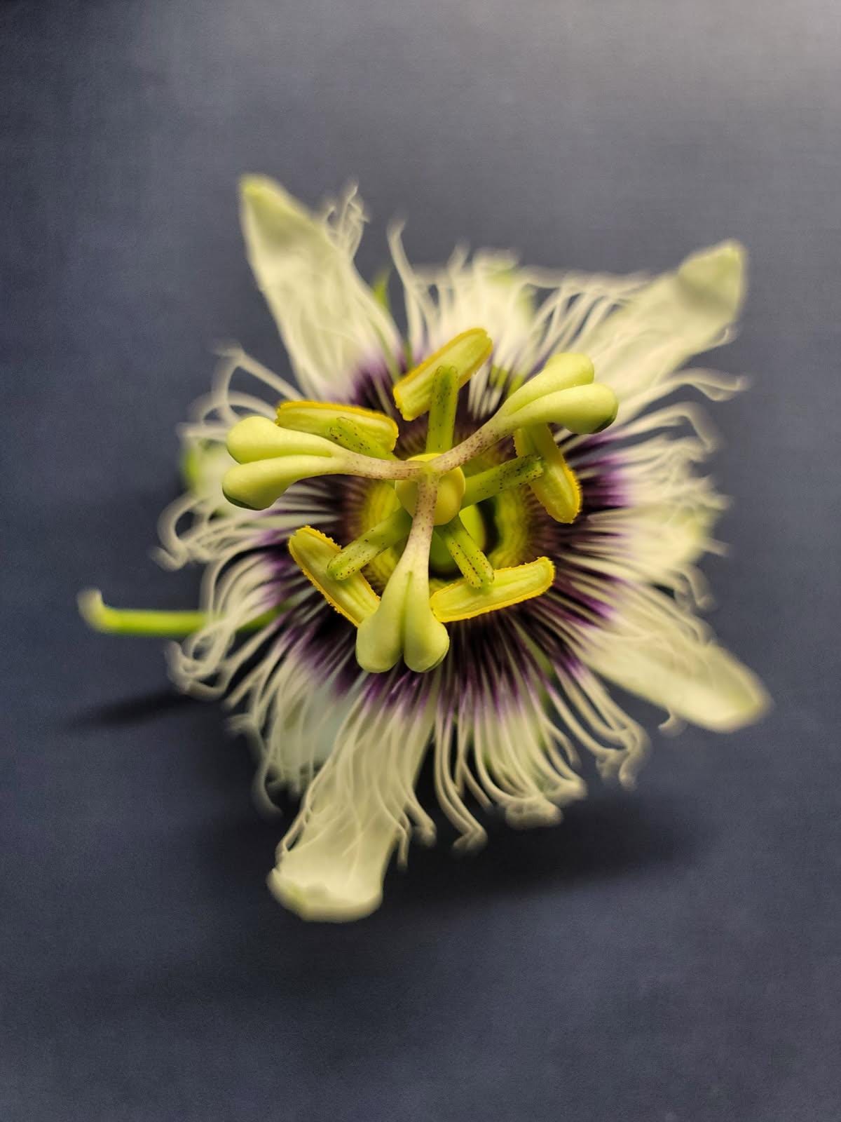An organic passion fruit plant in a four inch pot with Plant food and care sheet.