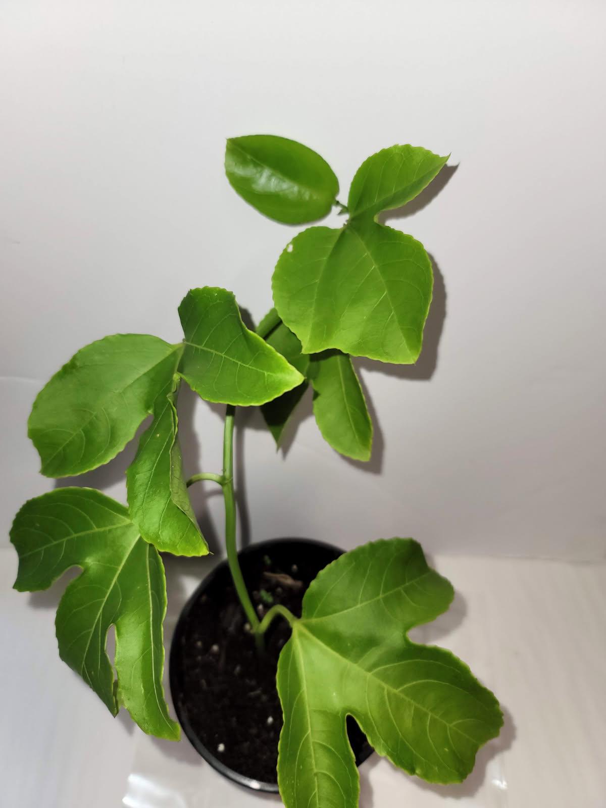 An organic passion fruit plant in a four inch pot with Plant food and care sheet.