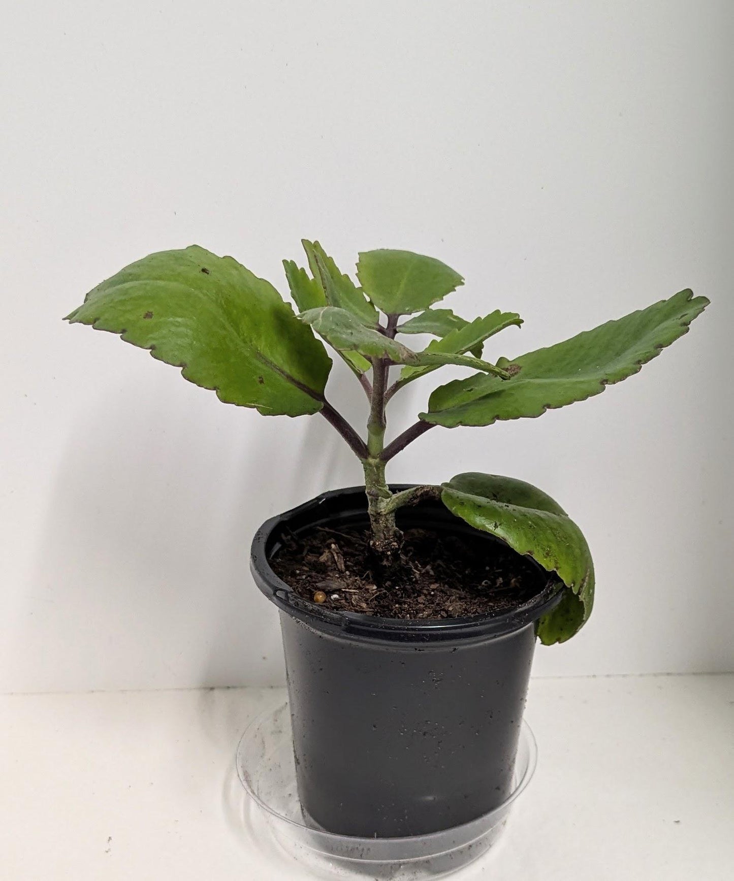 An Organic Kalanchoe pinnata plant in a four inch pot with Plant food and care sheet.
