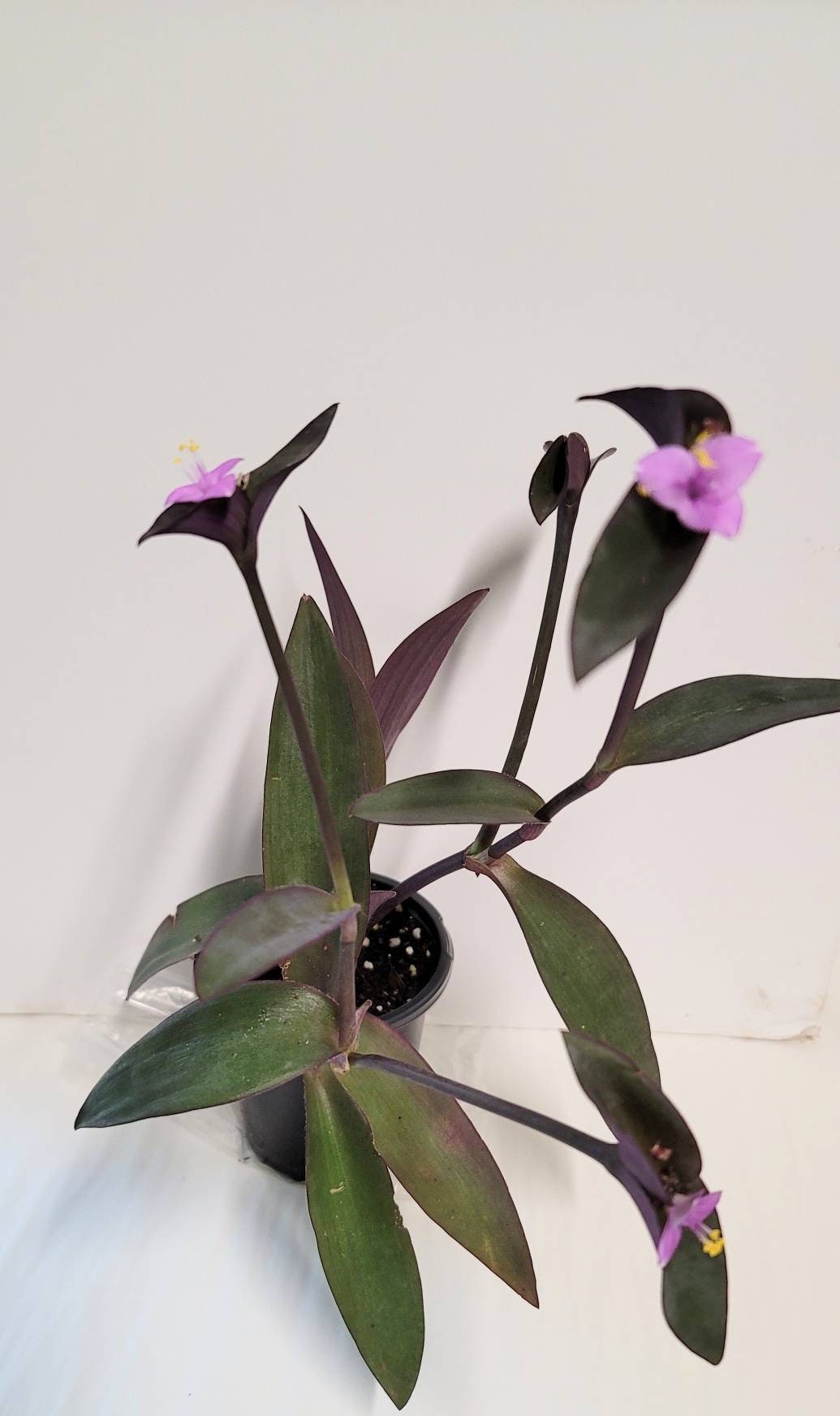 Purple setcreasea pallida tradescantia plant in a 2.5" pot,  plant food and very easy care.