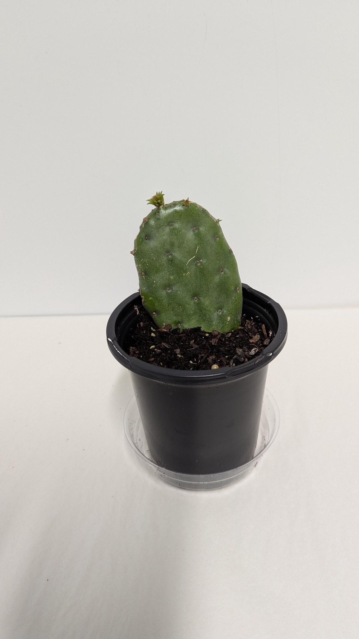 Nopal plant rooted in a Four Inch Pot.