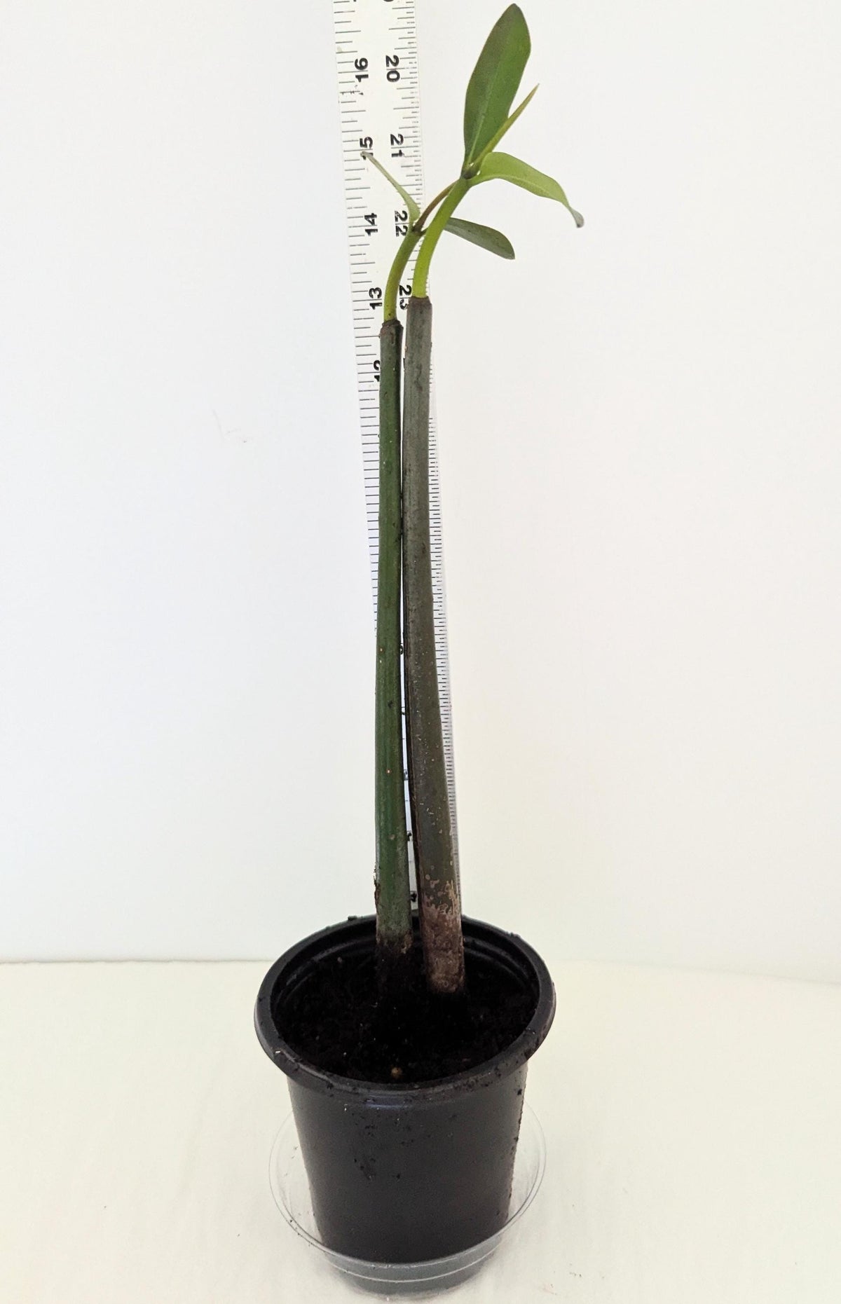Three organic Mangroves with great roots ship bare-rooted  to US states ,except CA