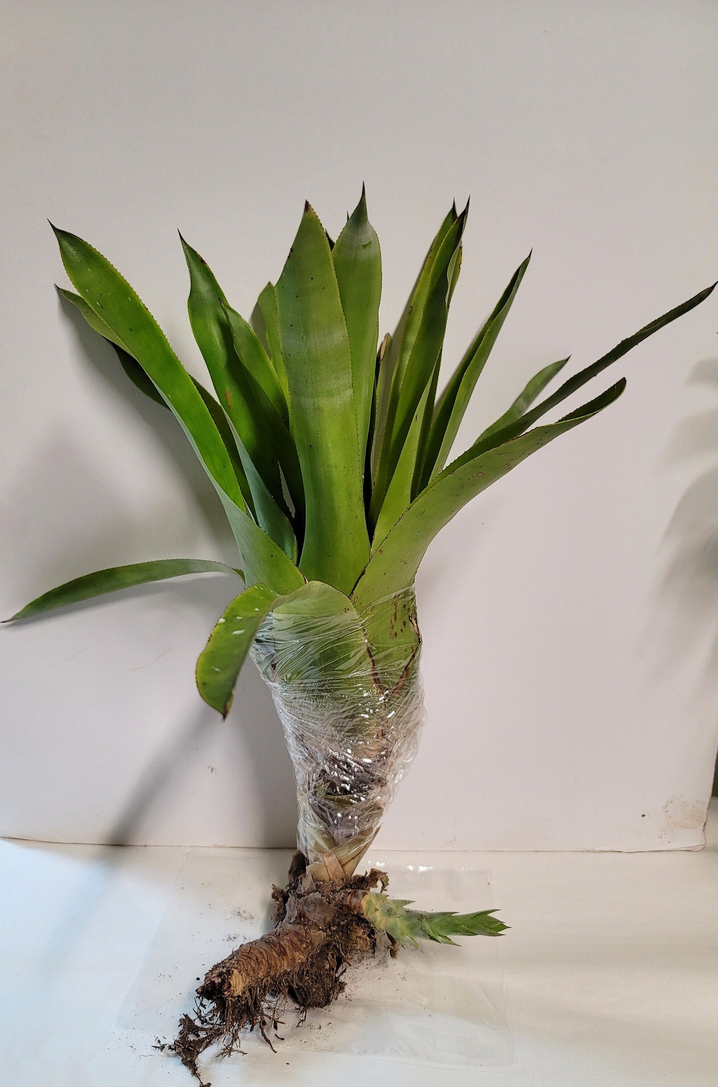 A Quesnelia Testudo Bromeliad - a don't water me plant, Sorry, we don't ship to CA.