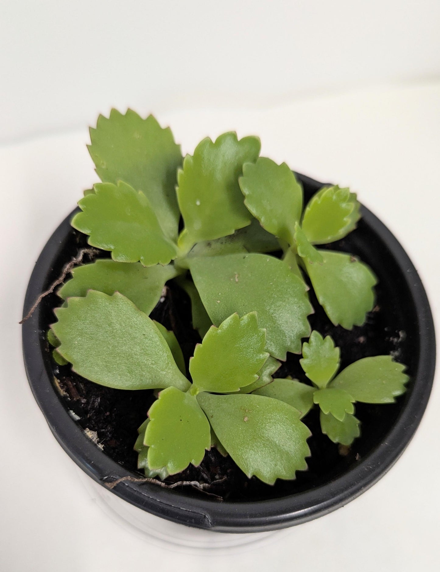 A Mother of Thousands Kalanchoe -Kalanchoe Bryophyllum daigremontiana- alligator plant, or Mexican hat plant in four inch pot.