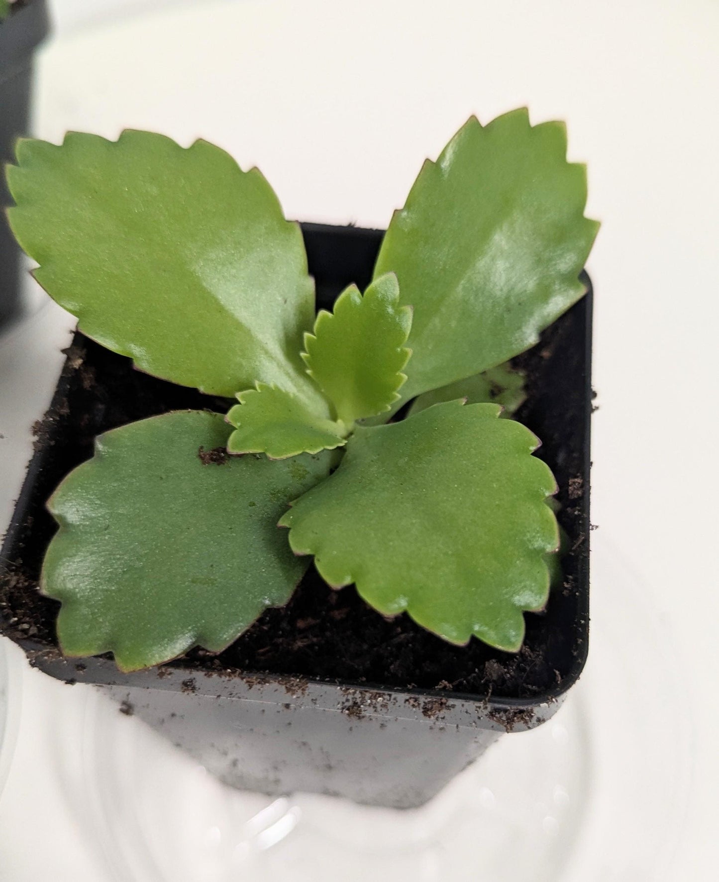 Mother of Thousands Kalanchoe | Live Succulent Plant | Choose Your Pot Size