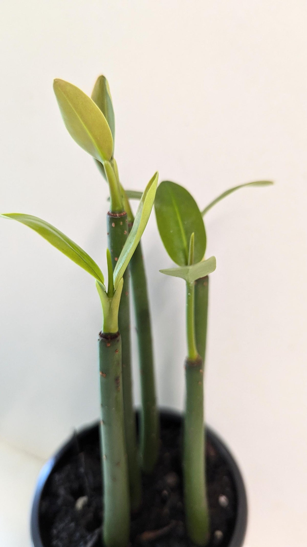 A set of five well-rooted Mangrove aquarium or terrarium plants in a four inch pot with care guide.