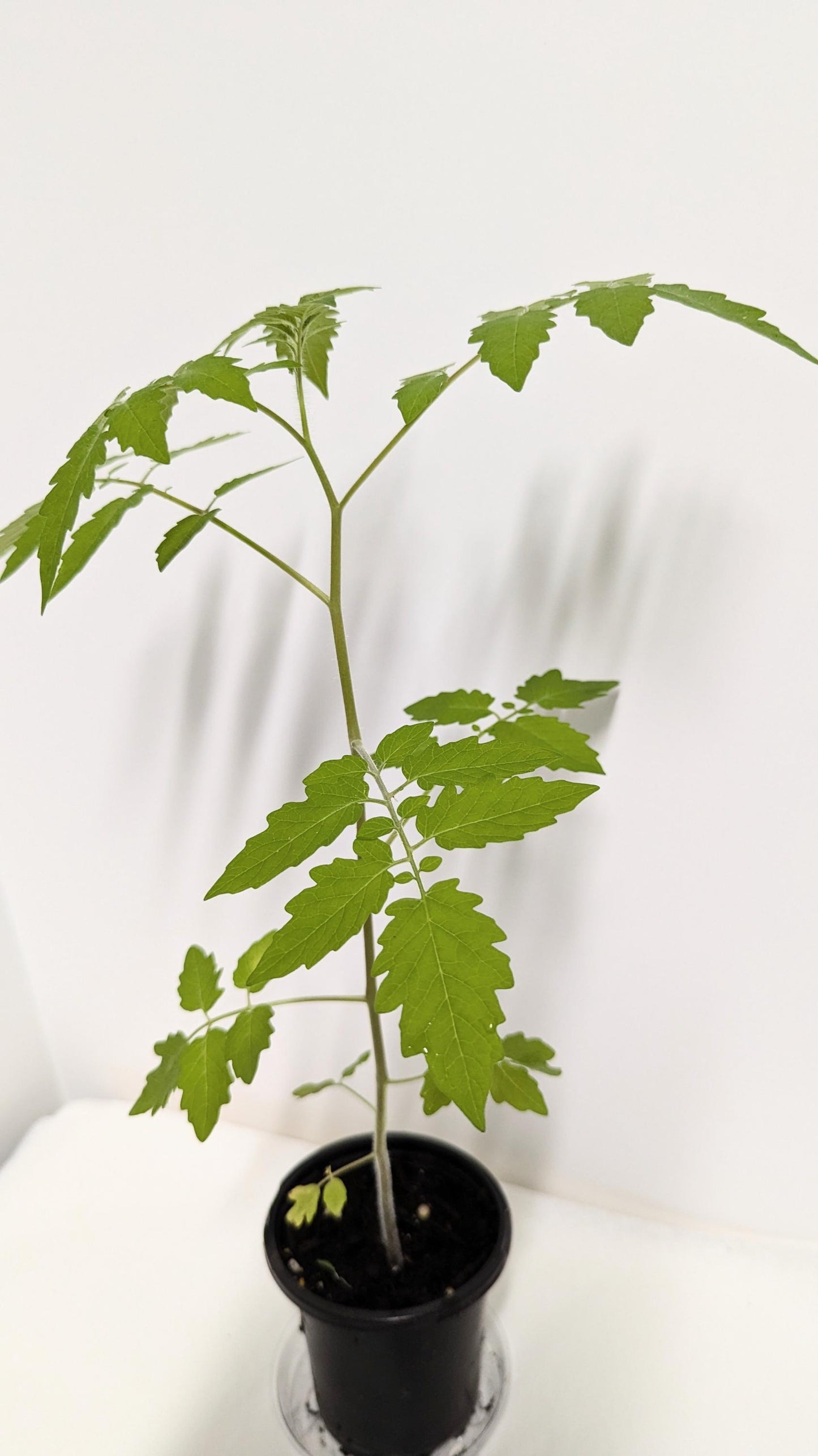 Two Everglades Tomato SEEDLINGS in Two Inch Pots with Plant food and our Easy Care Guide. Florida Everglades Tomato plant.