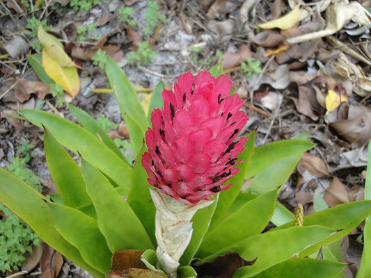 A Quesnelia Testudo Bromeliad - a don't water me plant, Sorry, we don't ship to CA.