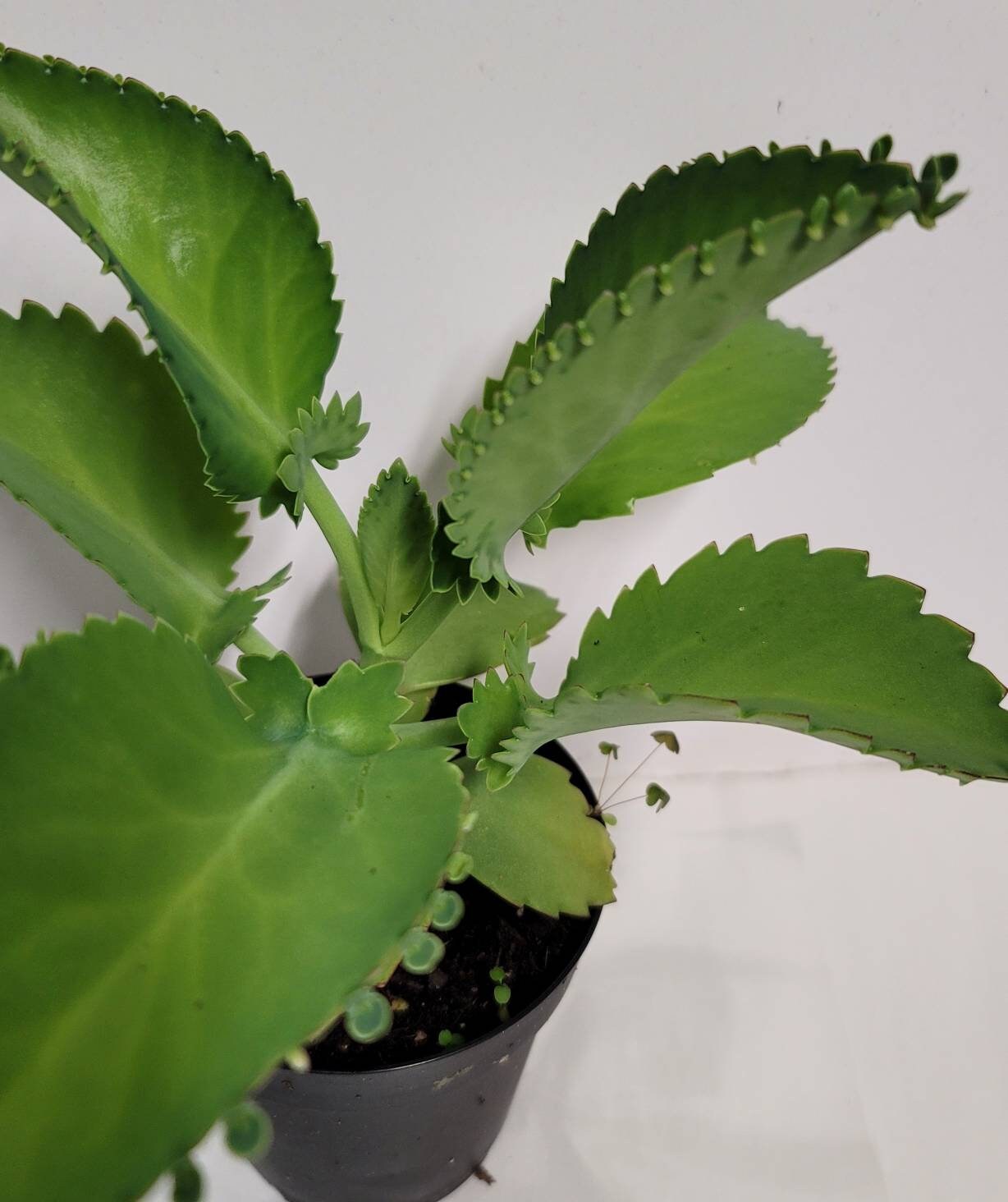 A Mother of Thousands Kalanchoe -Kalanchoe Bryophyllum daigremontiana- alligator plant, or Mexican hat plant in four inch pot.