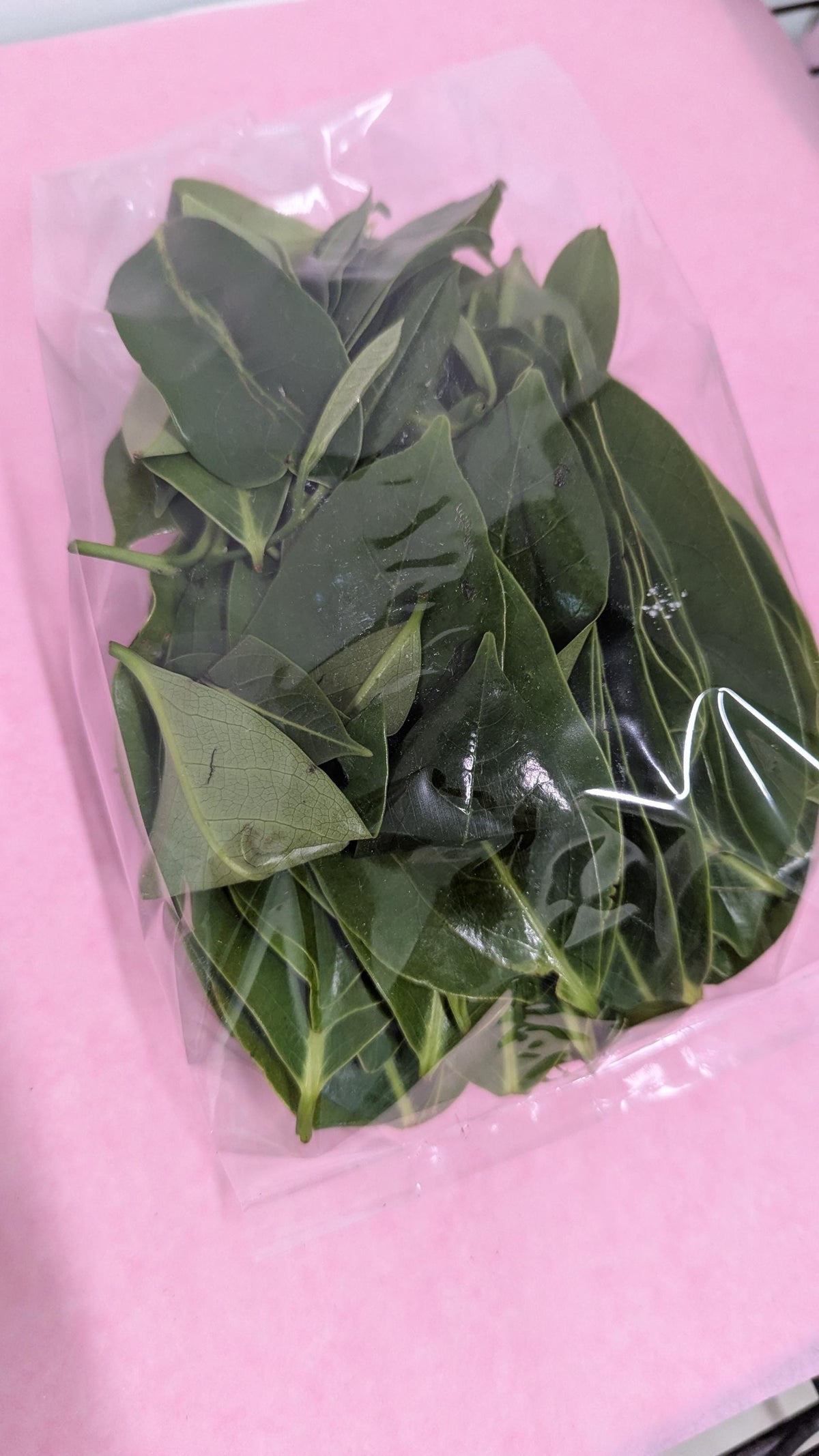 Organic Soursop Leaves | 2oz Freshly Harvested | Tea & Wellness