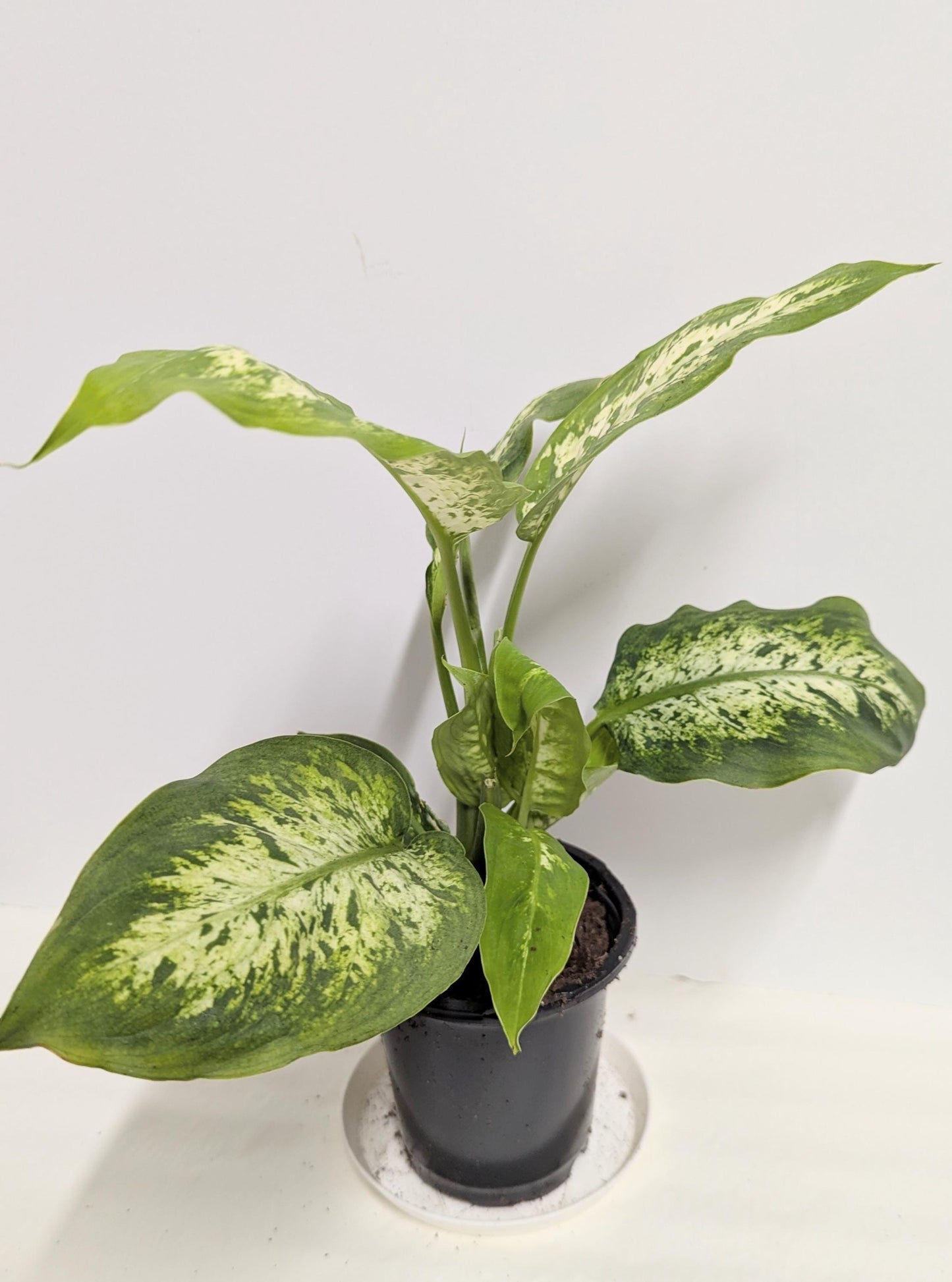 Dieffenbachia Plant in a 2.5 inch pot with plant food and care sheet.