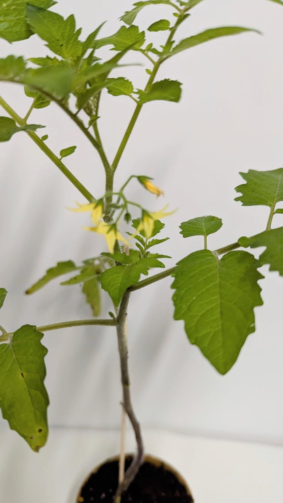 Two Everglades Tomato SEEDLINGS in Two Inch Pots with Plant food and our Easy Care Guide. Florida Everglades Tomato plant.