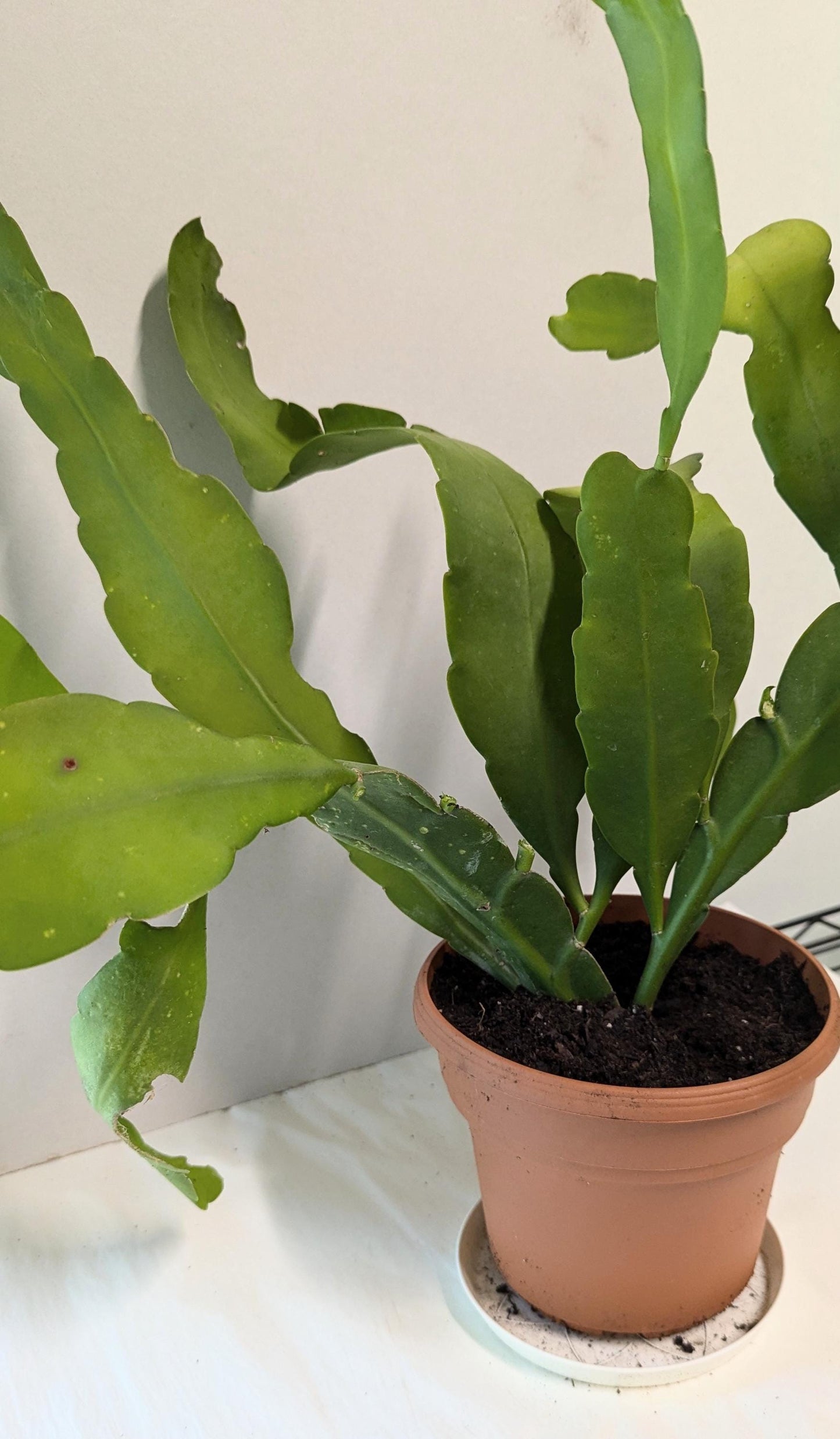 A mature Cereus Queen of the night plant in a Six inch pot.