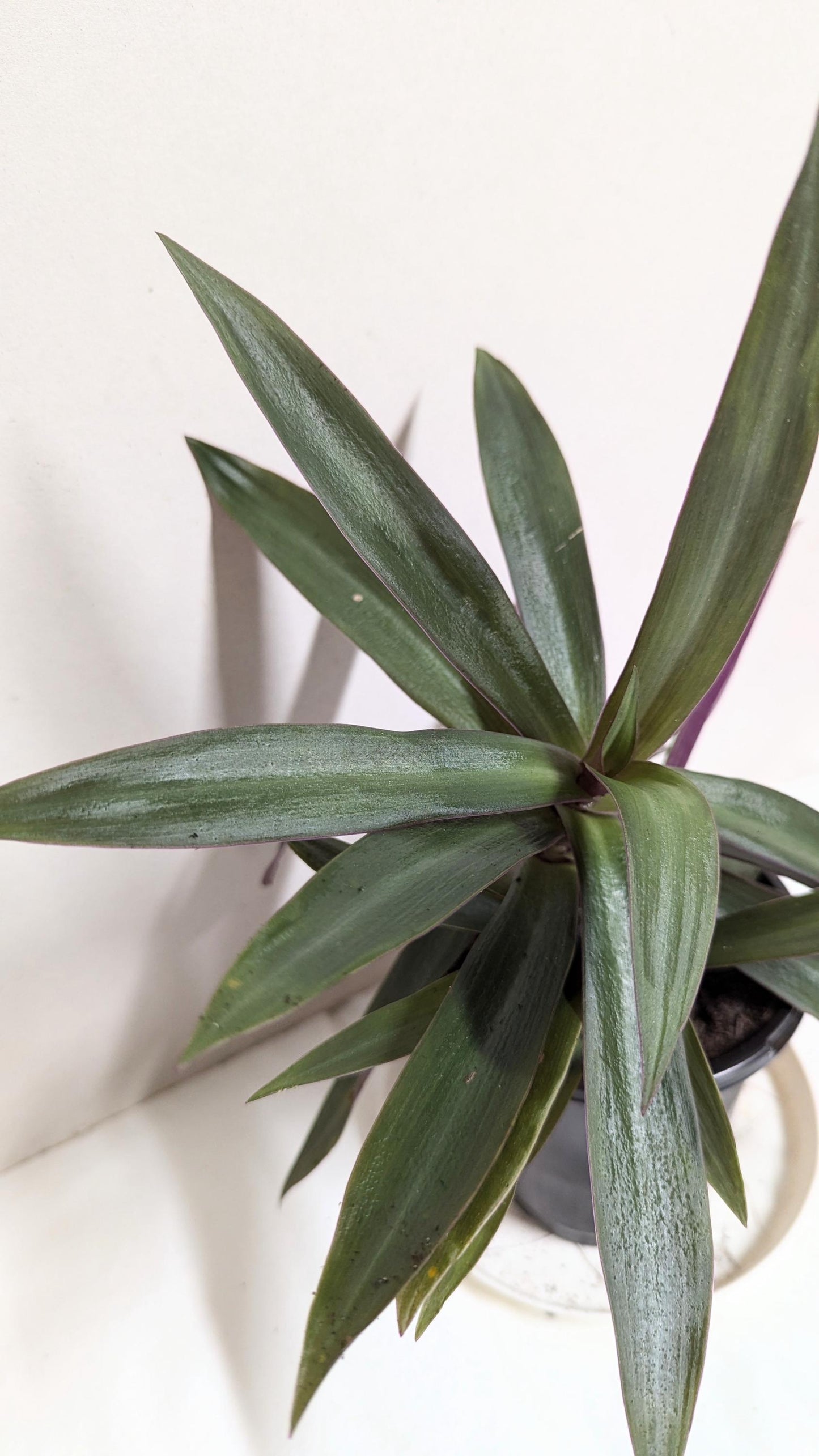 A Moses in the Cradle Oyster plant in a 2.5 Inch Pot by Emeritus Gardens. Includes care guide and plant food.
