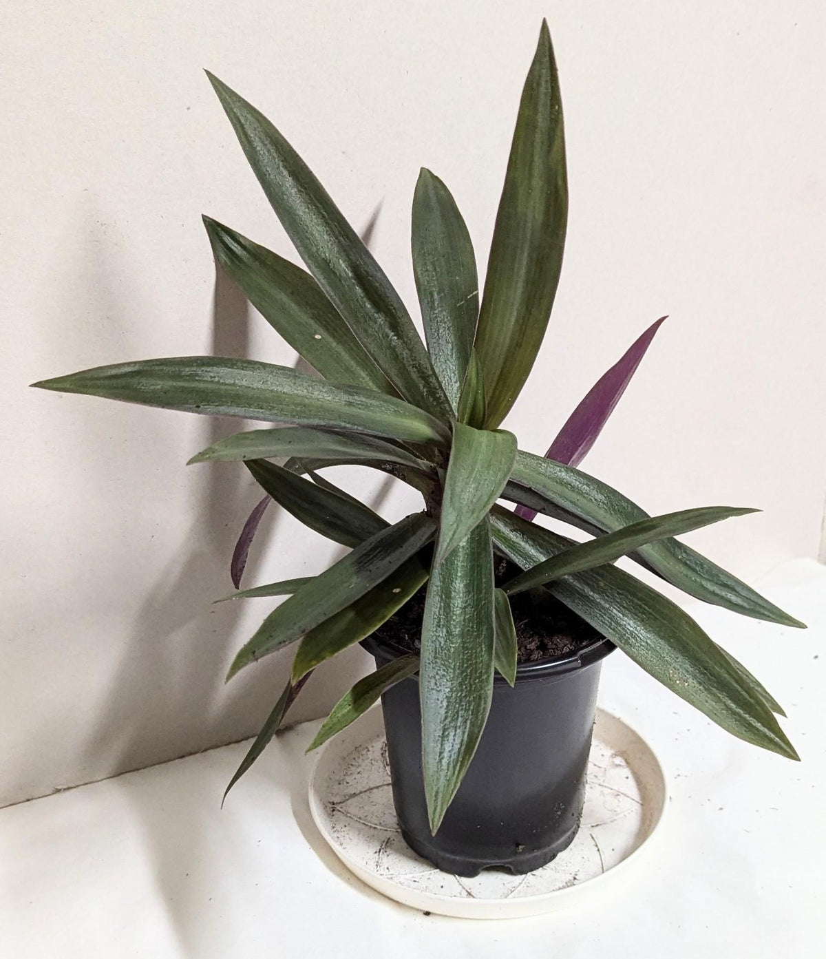 A Moses in the Cradle Oyster plant in a 2.5 Inch Pot by Emeritus Gardens. Includes care guide and plant food.