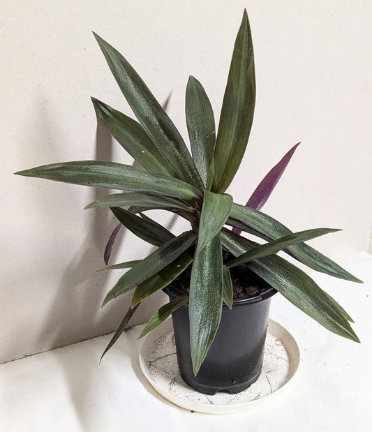 A Moses in the Cradle Oyster plant in a 2.5 Inch Pot by Emeritus Gardens. Includes care guide and plant food.