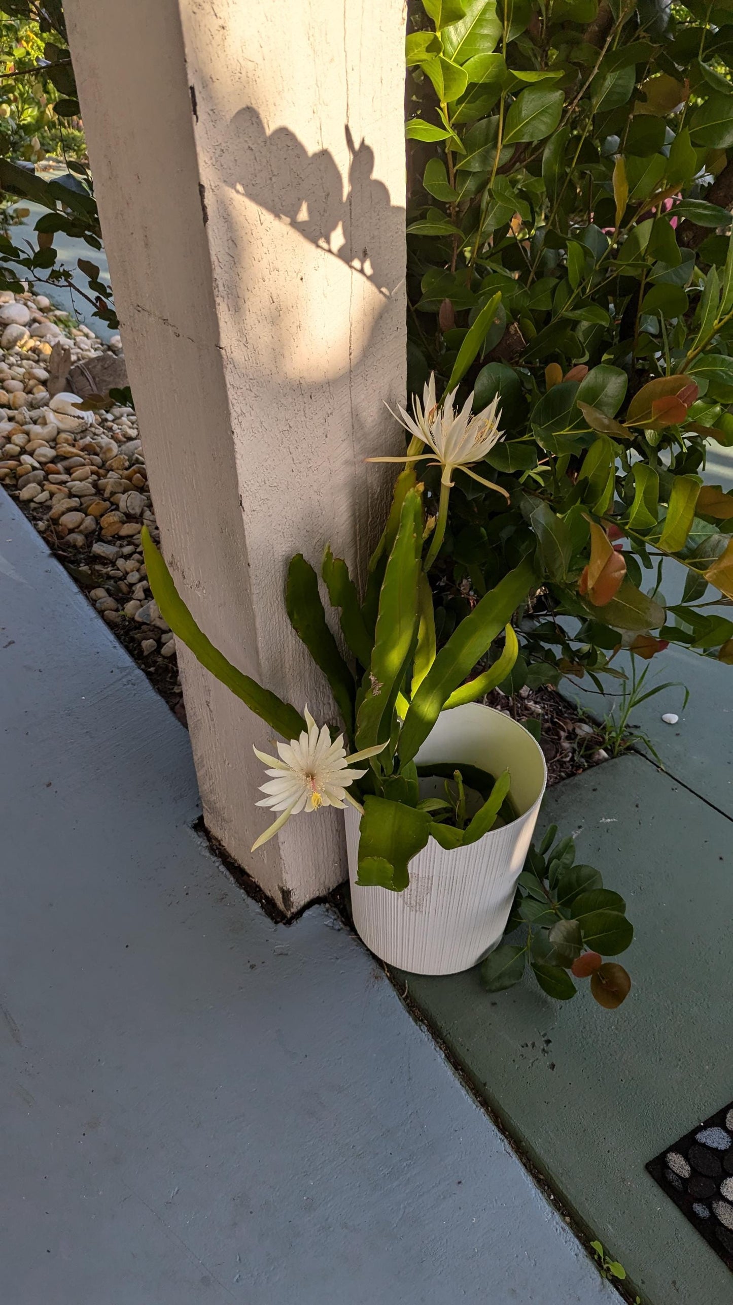 A mature Cereus Queen of the night plant in a Six inch pot.