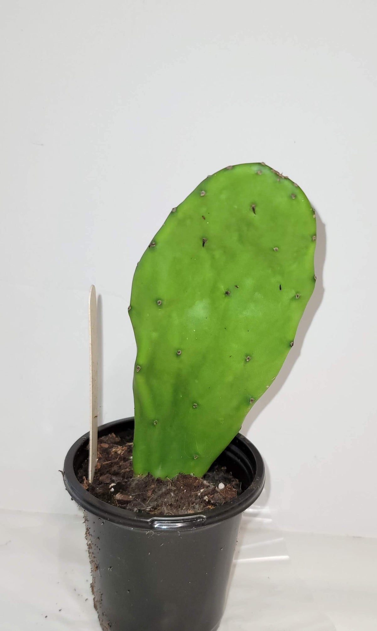 Nopal plant rooted in a Four Inch Pot.