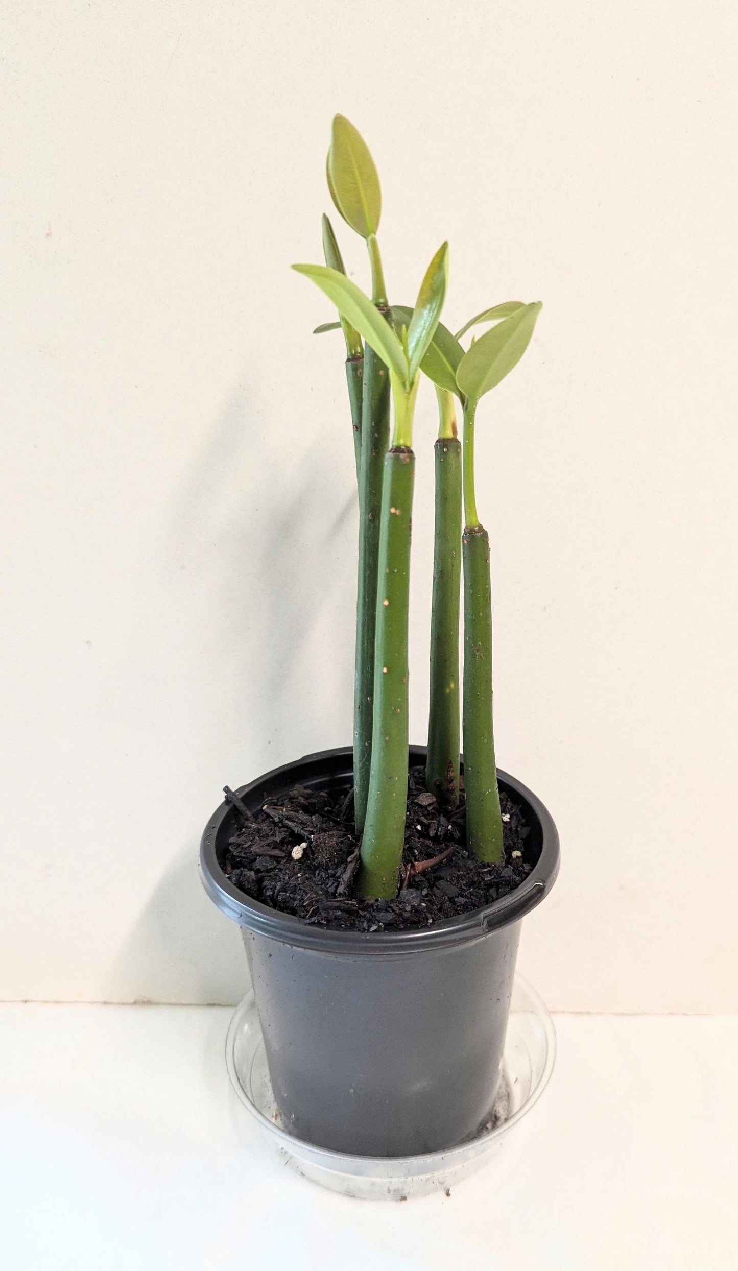 A set of five well-rooted Mangrove aquarium or terrarium plants in a four inch pot with care guide.
