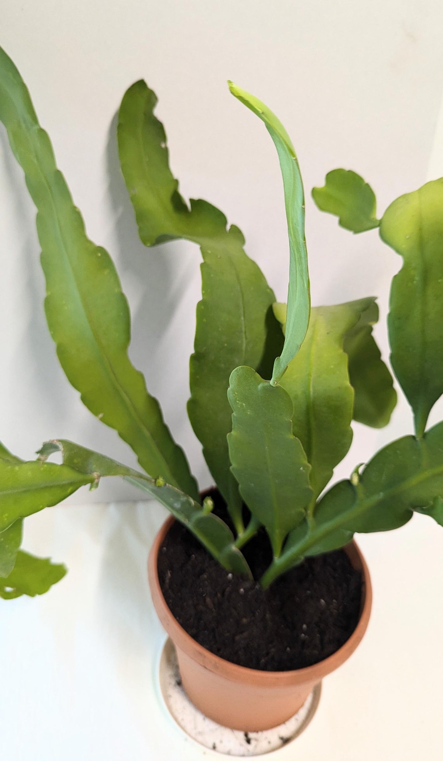 A mature Cereus Queen of the night plant in a Six inch pot.