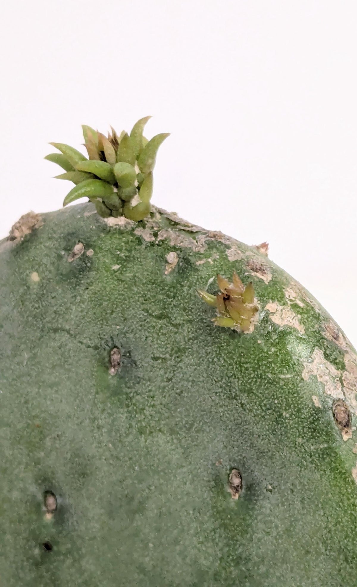 Nopal plant rooted in a Four Inch Pot.