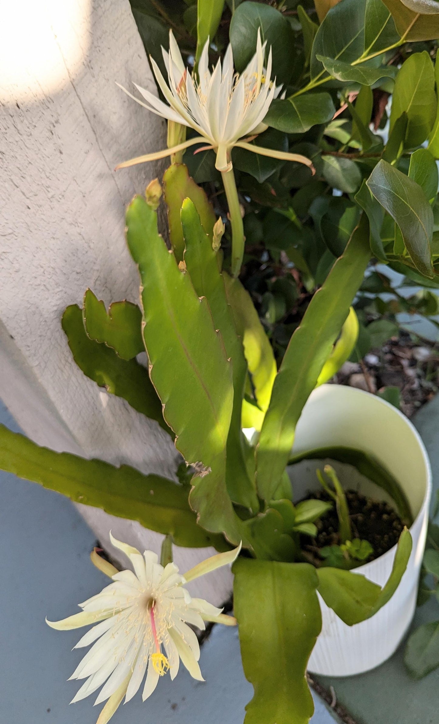 A mature Cereus Queen of the night plant in a Six inch pot.