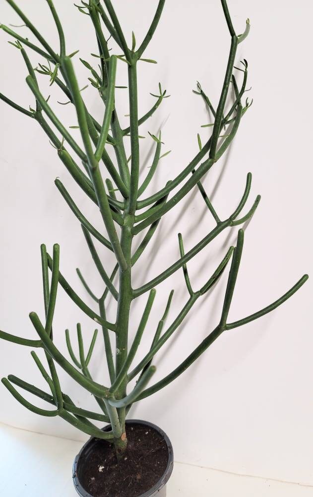 Ten clippings of  Euphorbia Tirucalli (Pencil cactus, Stick plant) with transplant guide and plant food.
