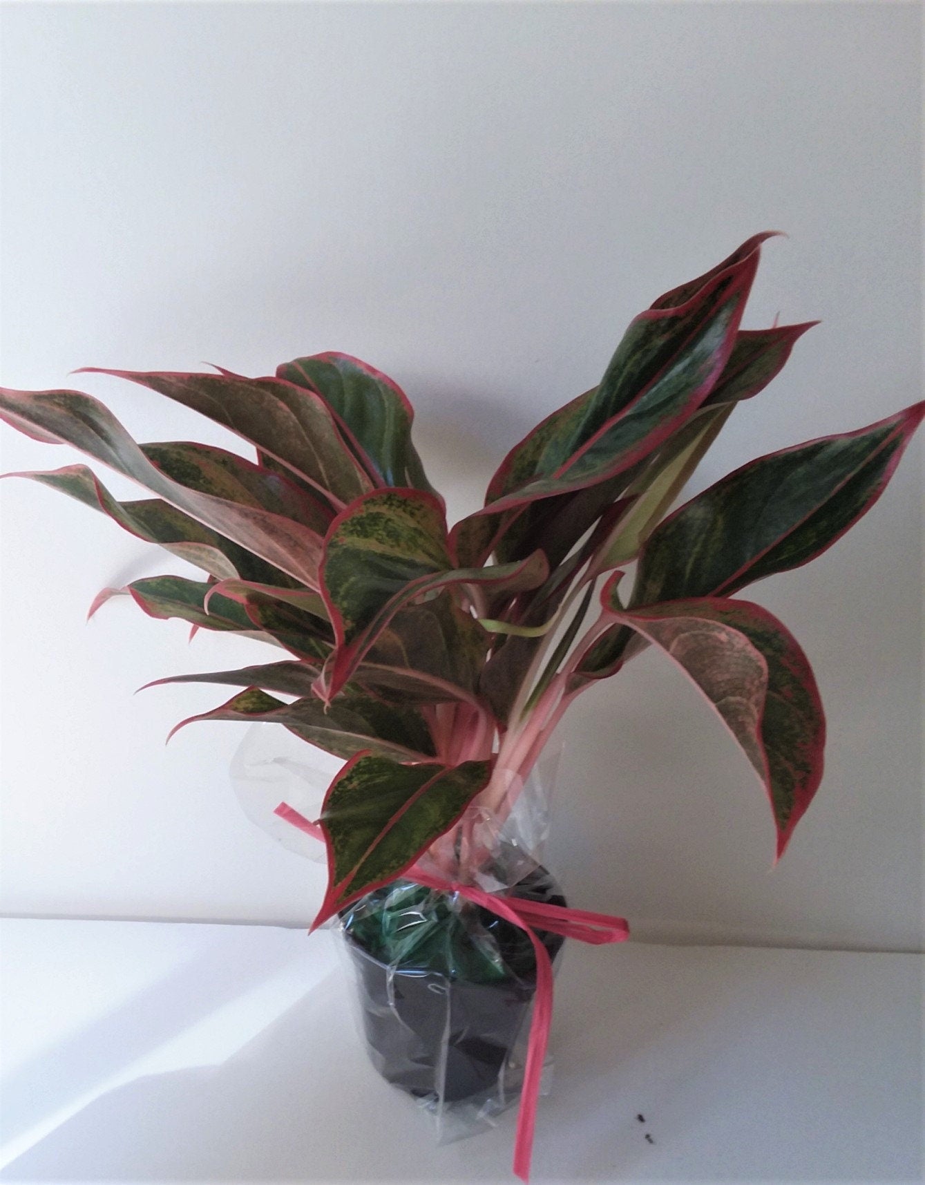 Three Fresh Air Plants: Aglaonema, Parlor Palm and a Sansevieria.  Plant food and Care Guides included.