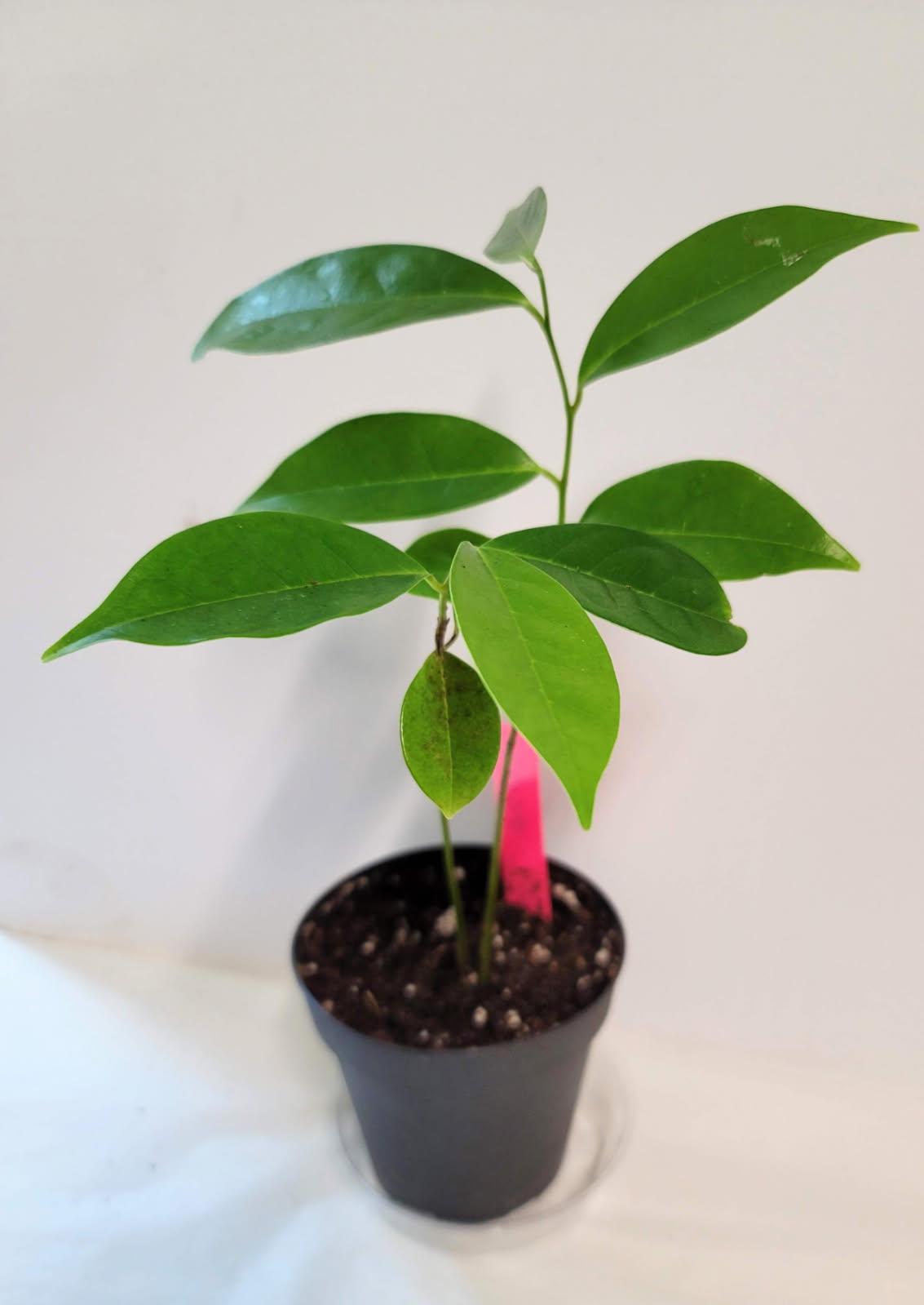 Organic Soursop Tree Seedling | 2.5" Pot | Plant Food & Care Sheet Included