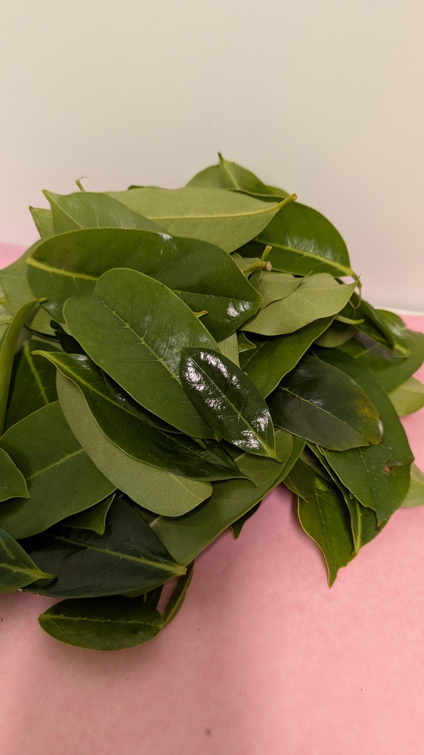 Organic Soursop Leaves | 2oz Freshly Harvested | Tea & Wellness