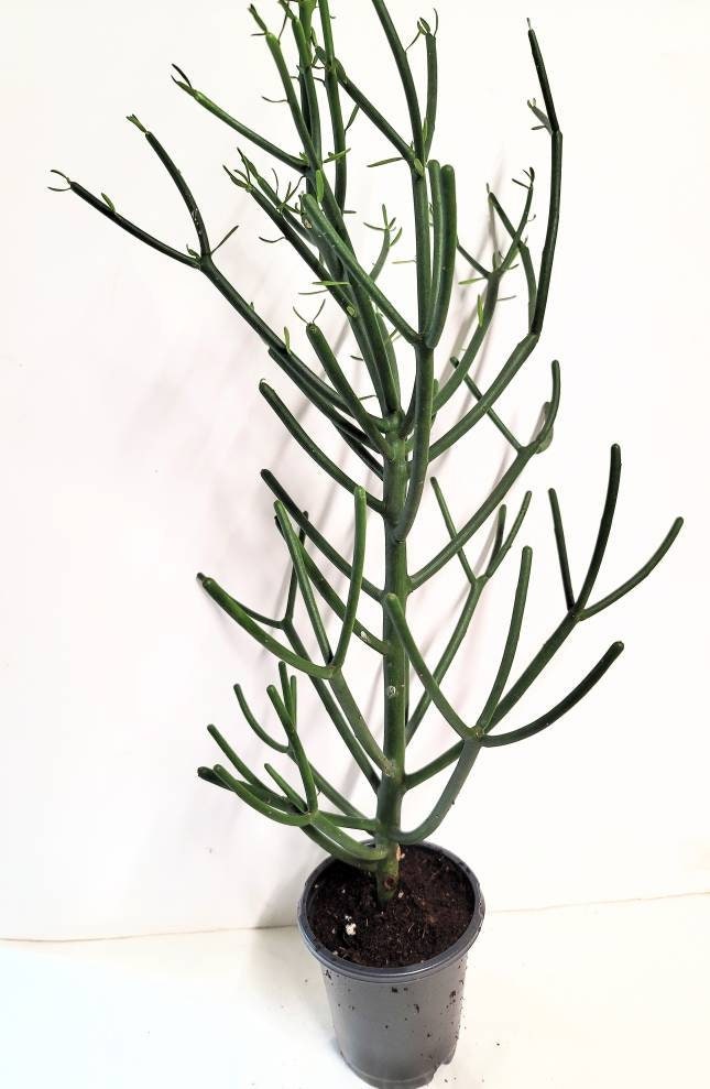 Ten clippings of  Euphorbia Tirucalli (Pencil cactus, Stick plant) with transplant guide and plant food.