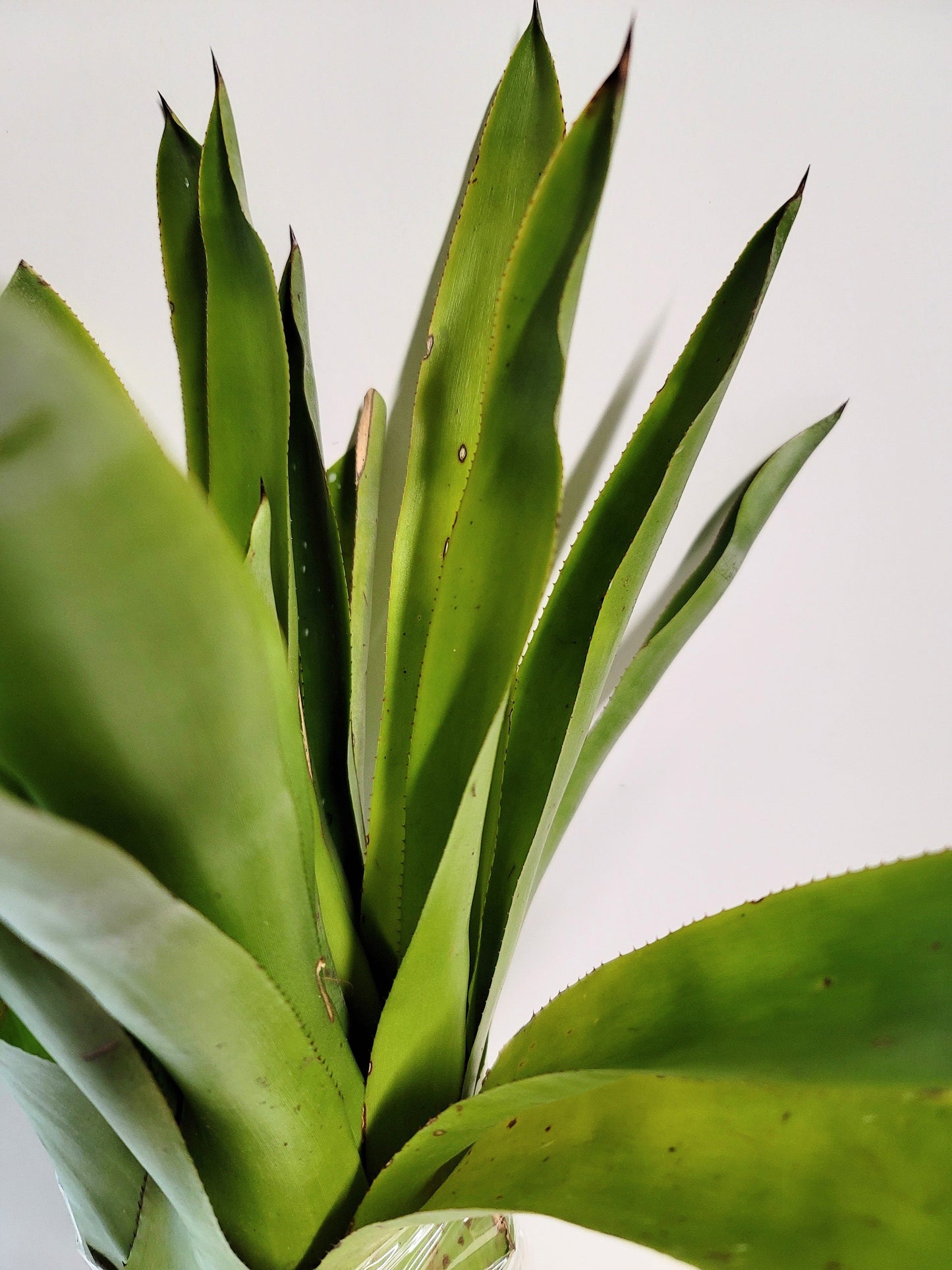 A Quesnelia Testudo Bromeliad - a don't water me plant, Sorry, we don't ship to CA.
