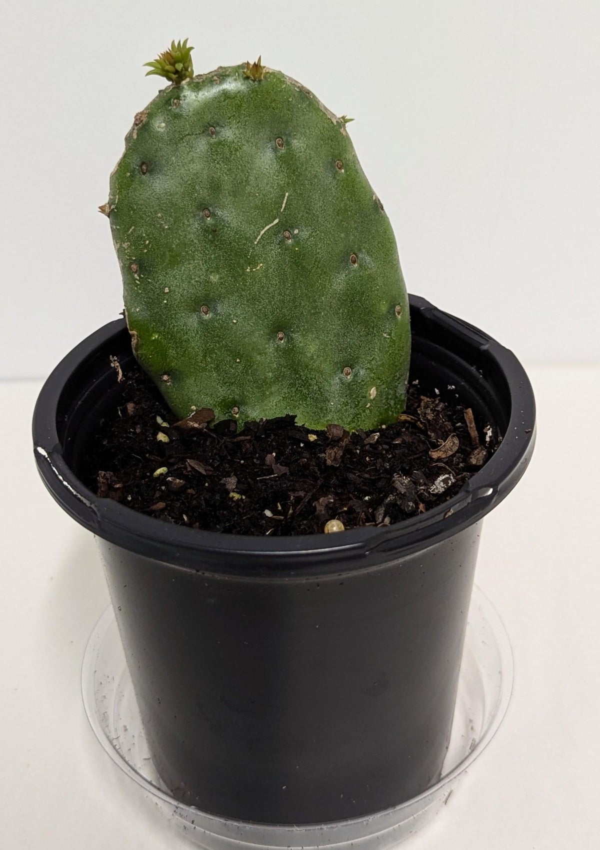 Nopal plant rooted in a Four Inch Pot.