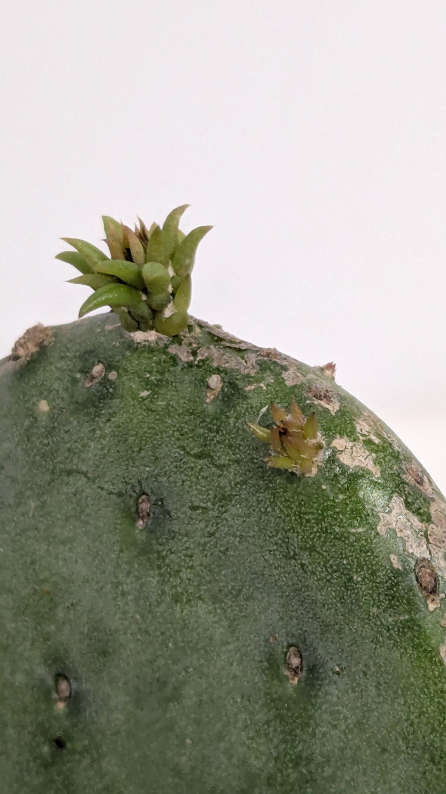Nopal plant rooted in a Four Inch Pot.