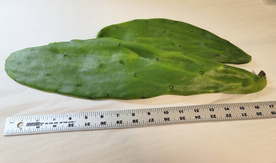 Nopal cactus leaves:large cuttings to root or cook. Come with plant food and growing guide.