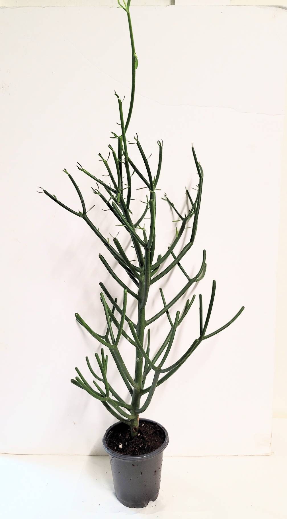 Ten clippings of  Euphorbia Tirucalli (Pencil cactus, Stick plant) with transplant guide and plant food.