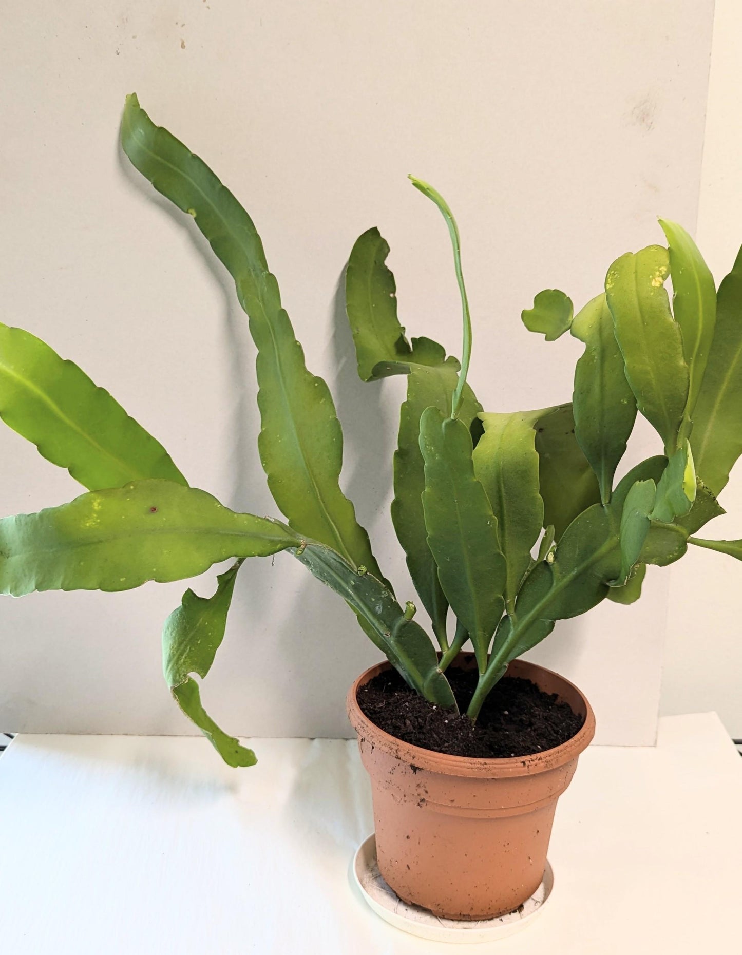 A mature Cereus Queen of the night plant in a Six inch pot.